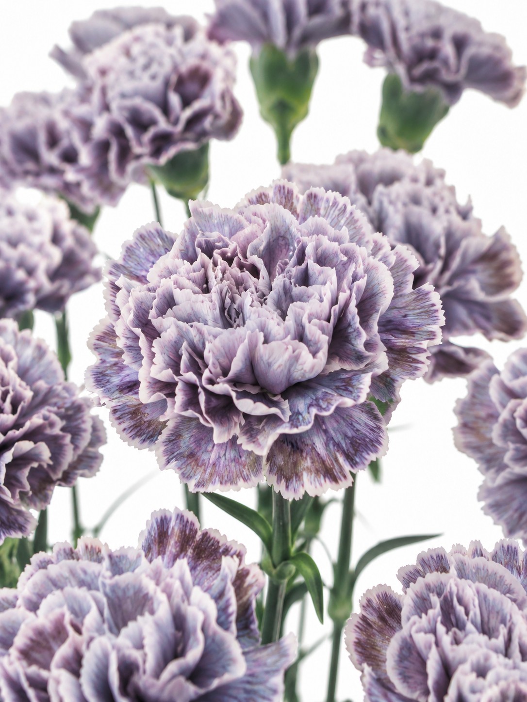 blumigo-edelnelken-violetta-blume-violett-wei-einzeln image 1
