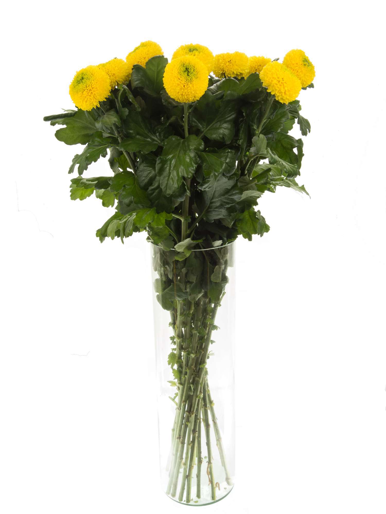 blumigo-chrysanthemen-ping-pong-gelb-schnittblume-in-gelb image 2