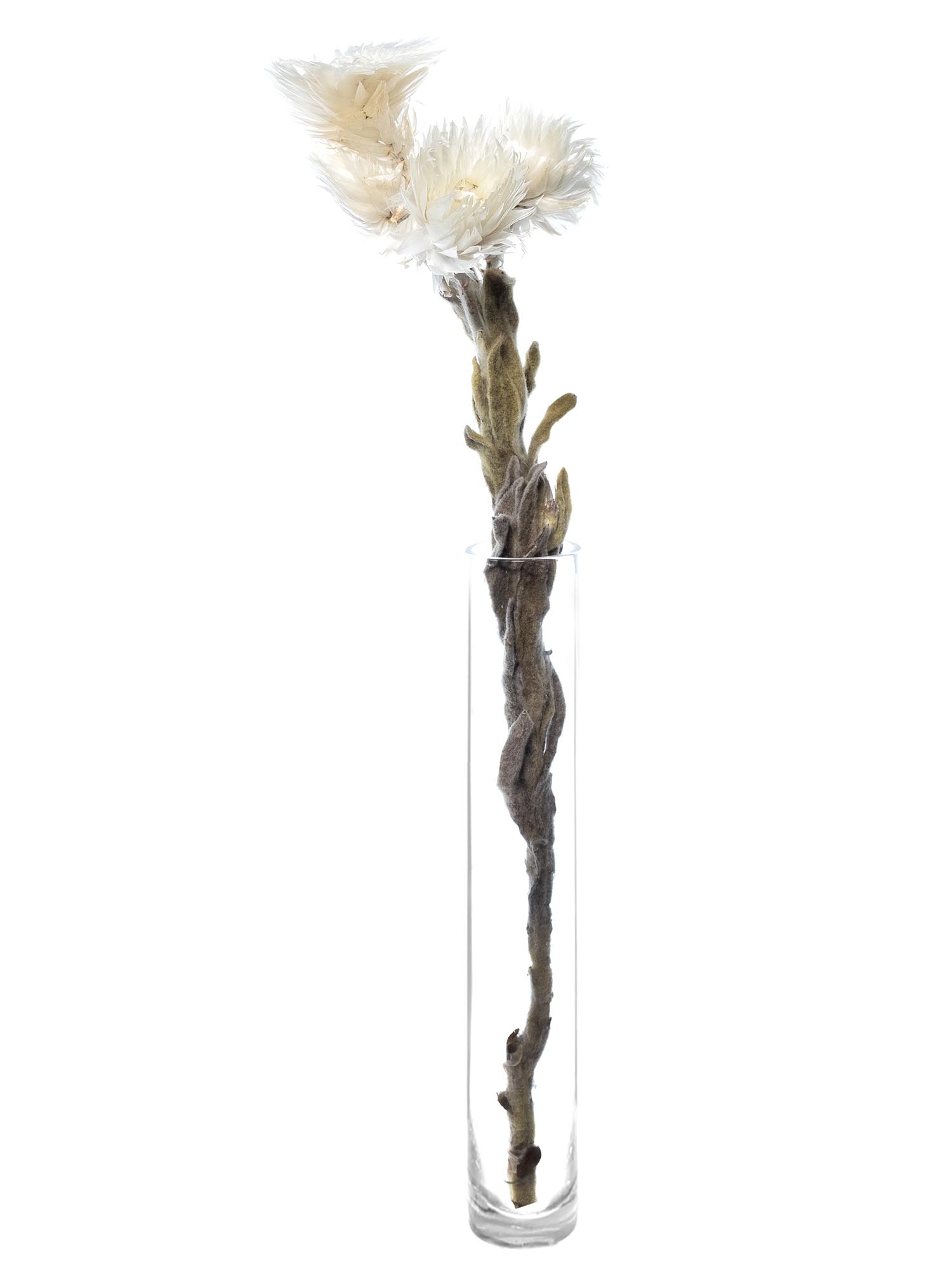 blumigo-trockenblumen-kap-strohblume-wei-getrocknet image 3