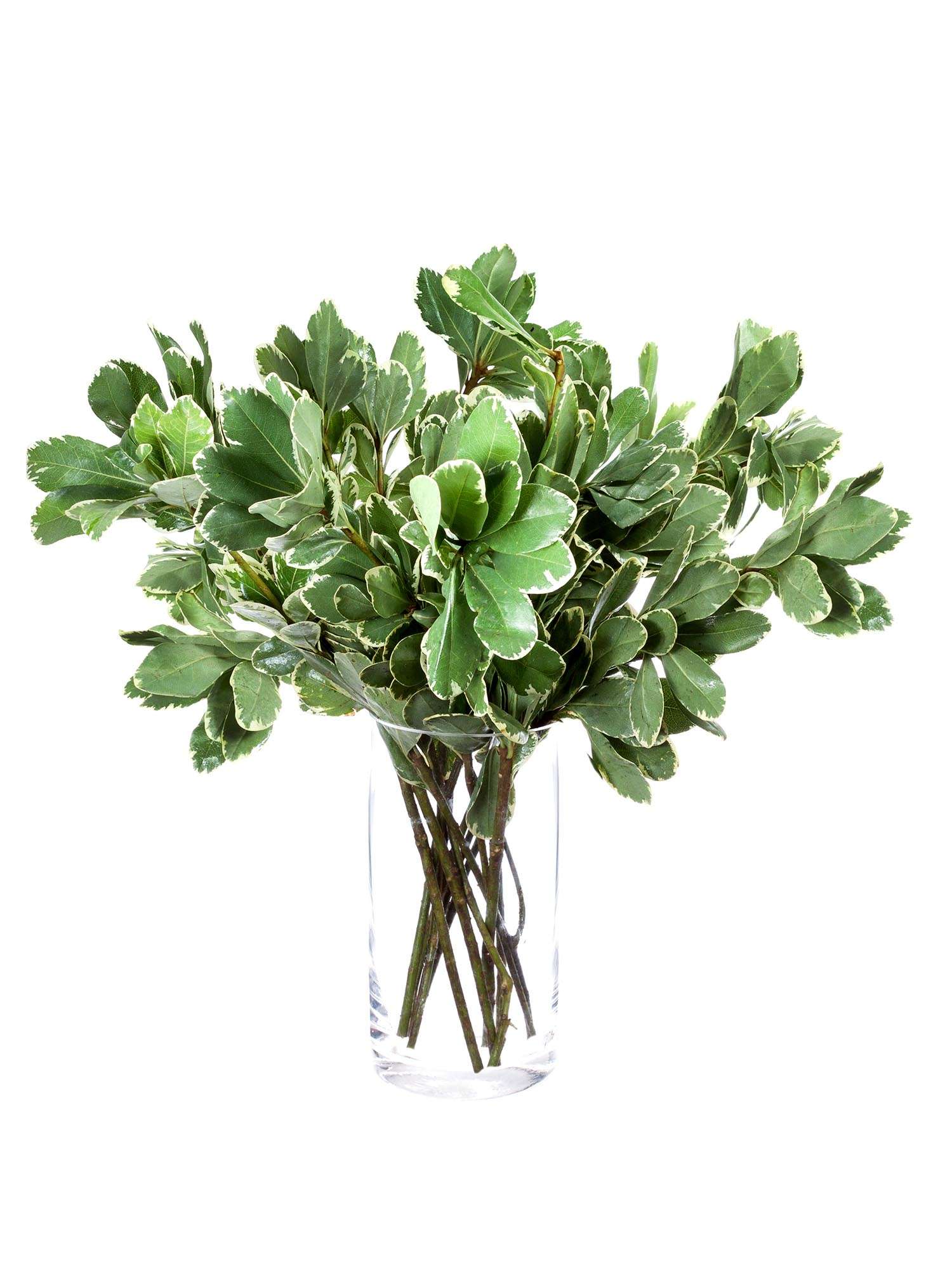 blumigo-pittosporum-ilan-bindegr-n-gr-n-wei-schnittgr-n image 2