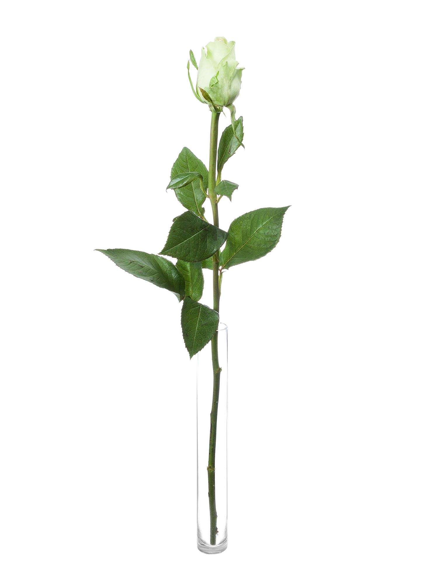 blumigo-green-flash-rose-gr-n-schnittrose-1-stiel image 3