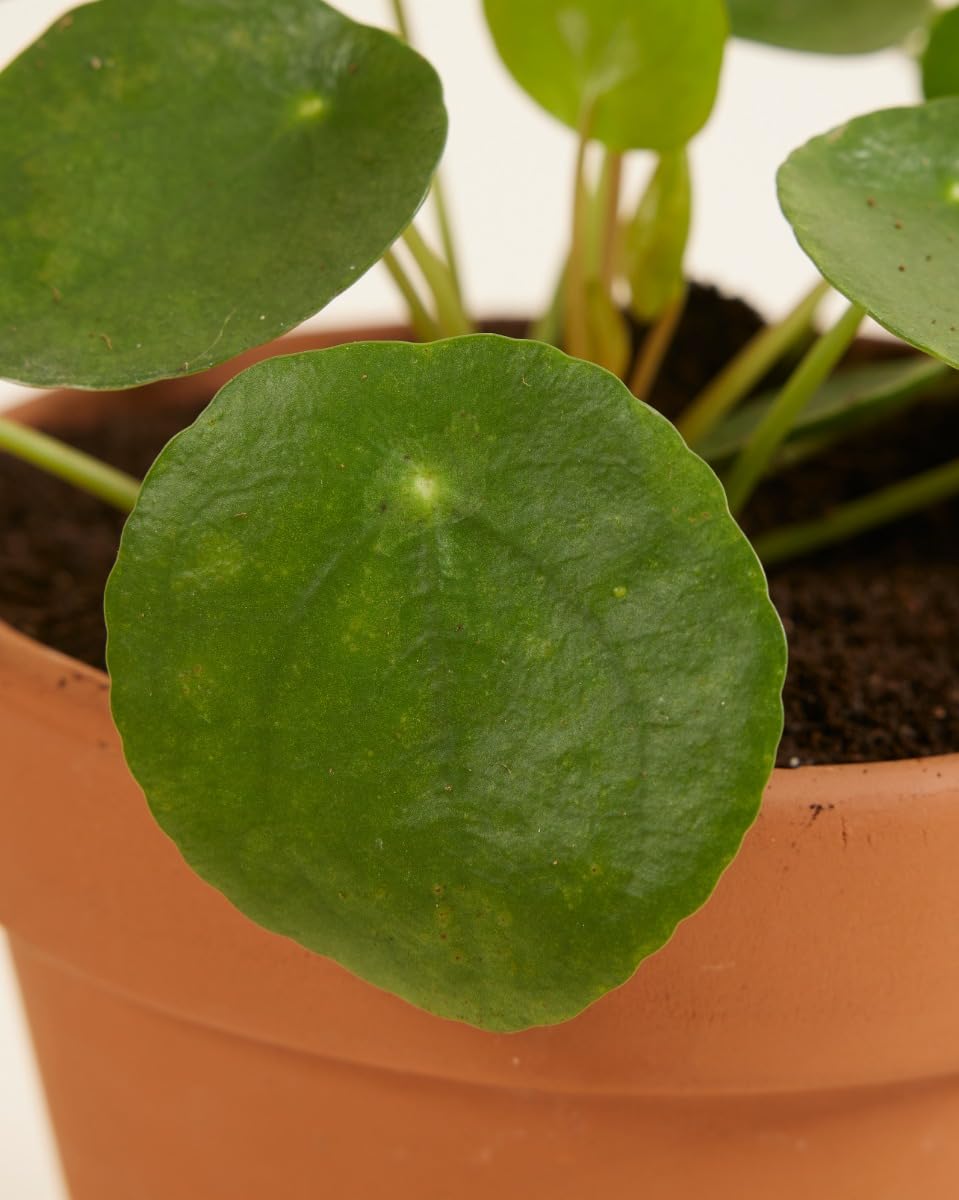 plnts-pilea-peperomioides-ufopflanze-20-cm-im-12-cm-topf image 4