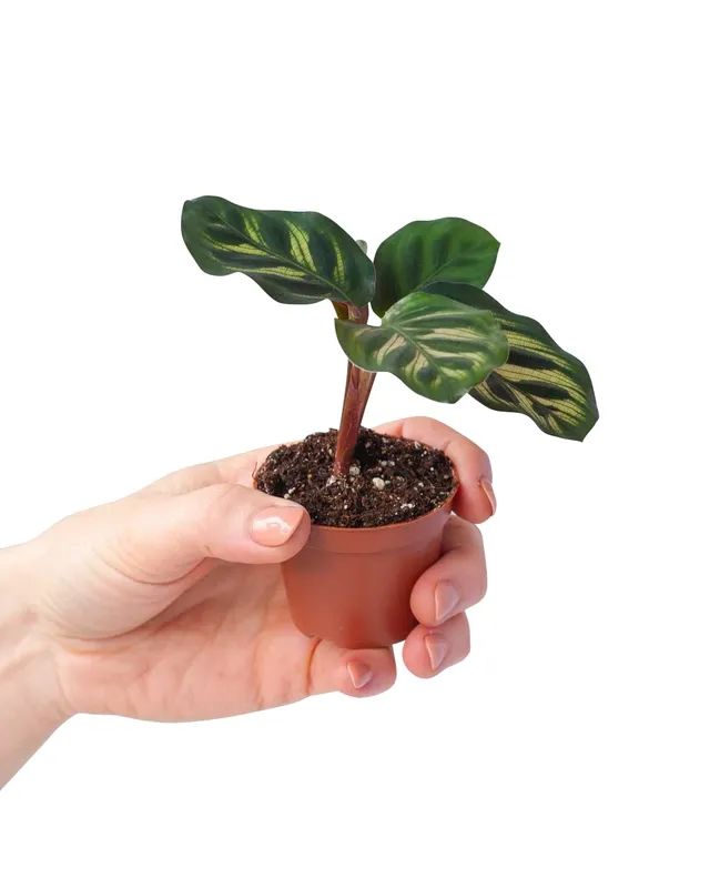 plnts-babyplnts-baby-calathea-makoyana-mini-10cm-haustierfreundlich image 1