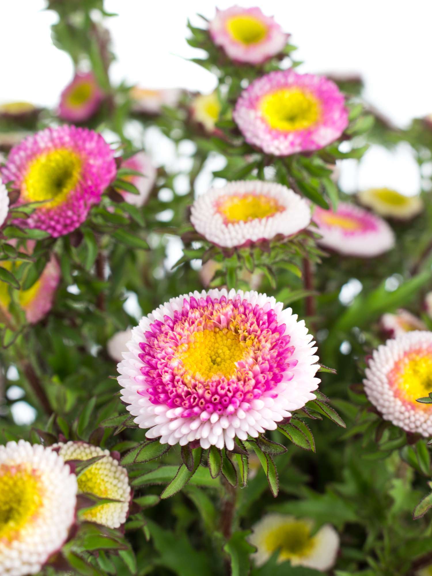 blumigo-herbstdeko-sommerastern-verzweigt-pink-wei image 1