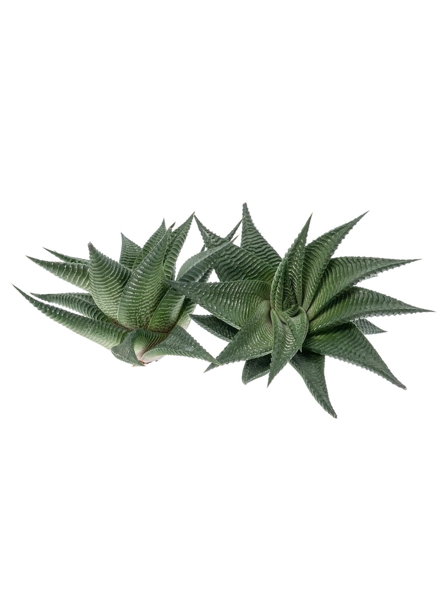 blumigo-blattwerk-aloe-cosmo-sukkulente-gr-n image 3