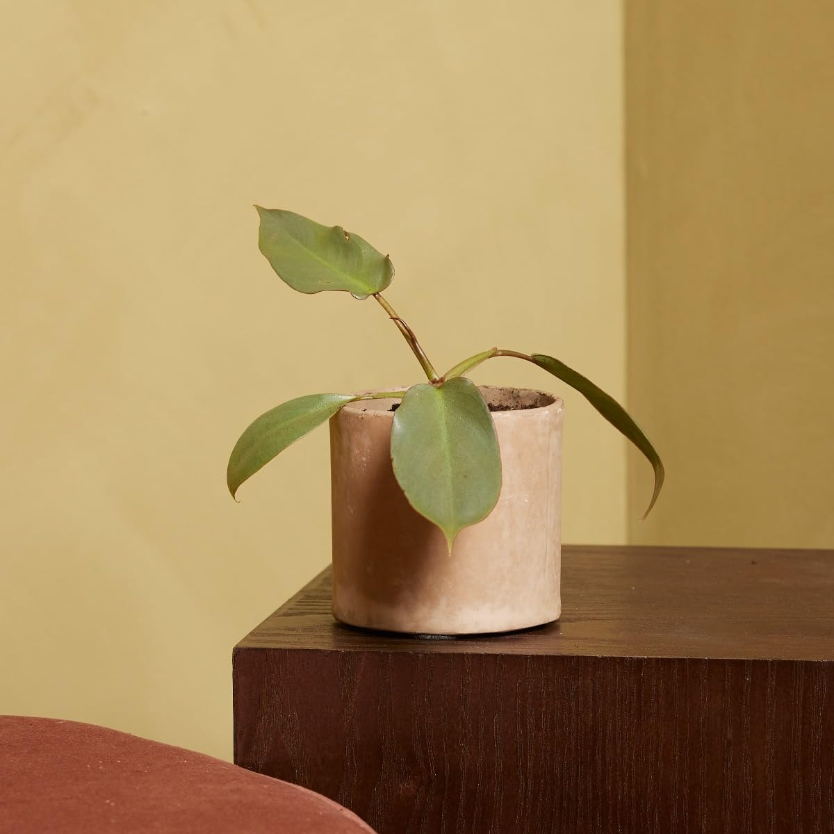 plnts-baby-philodendron-atabapoense-zimmerpflanze-8-cm-pflegeleicht image 1
