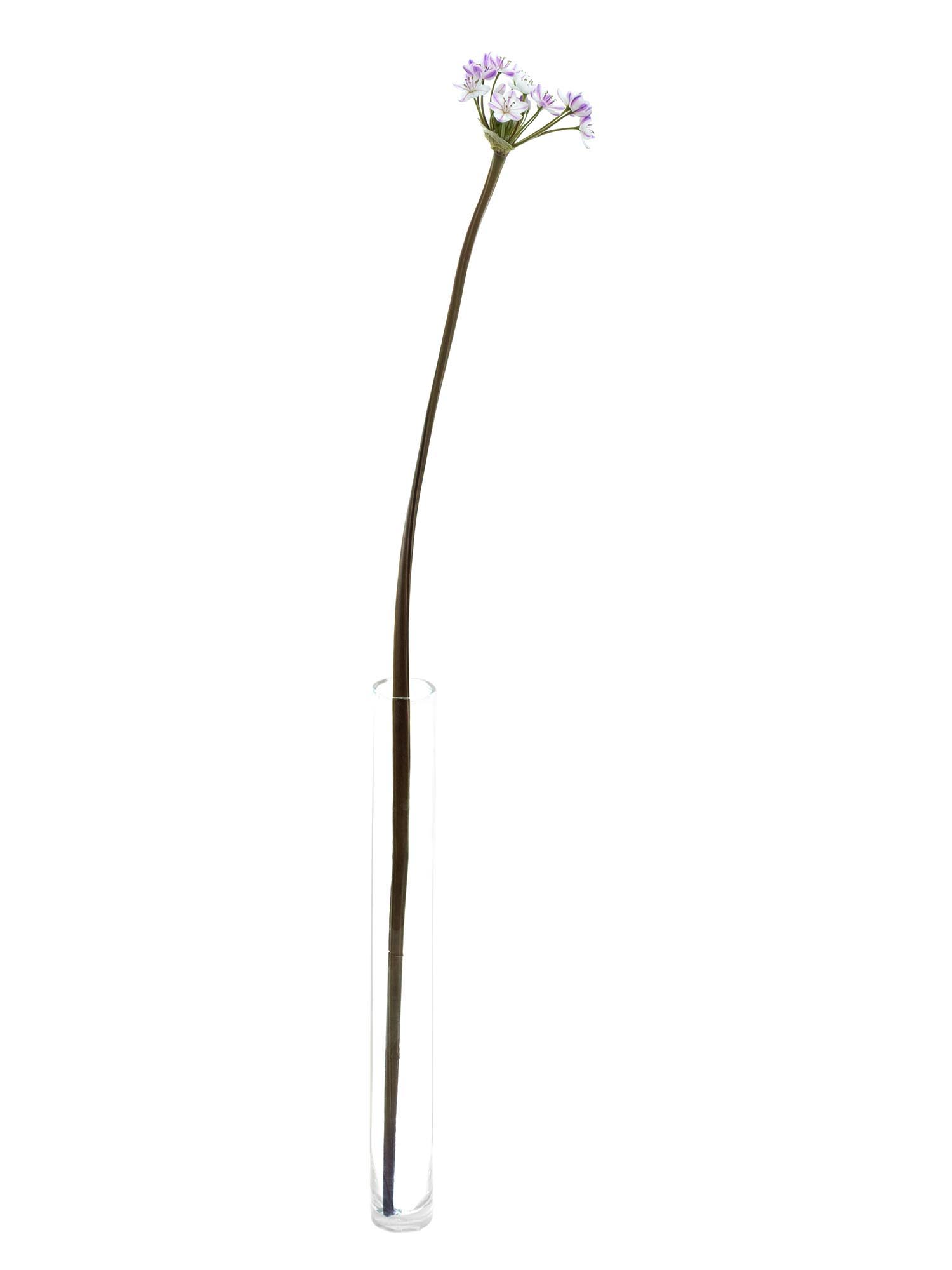 blumigo-fr-hlingsknollen-allium-neopolitanum-lila-wei image 3