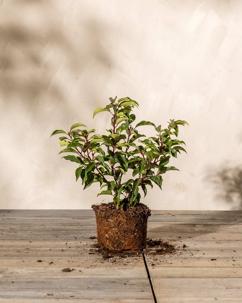 feey-amsterdam-prunus-lusitanica-strauch-ohne-topf-2-3-m image 3