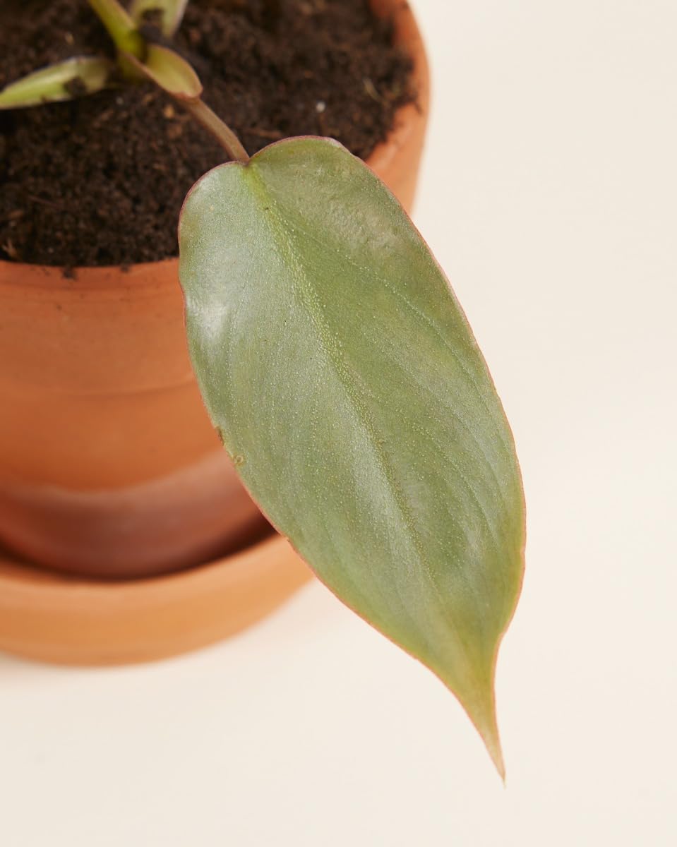 plnts-baby-philodendron-atabapoense-zimmerpflanze-8-cm-pflegeleicht image 3