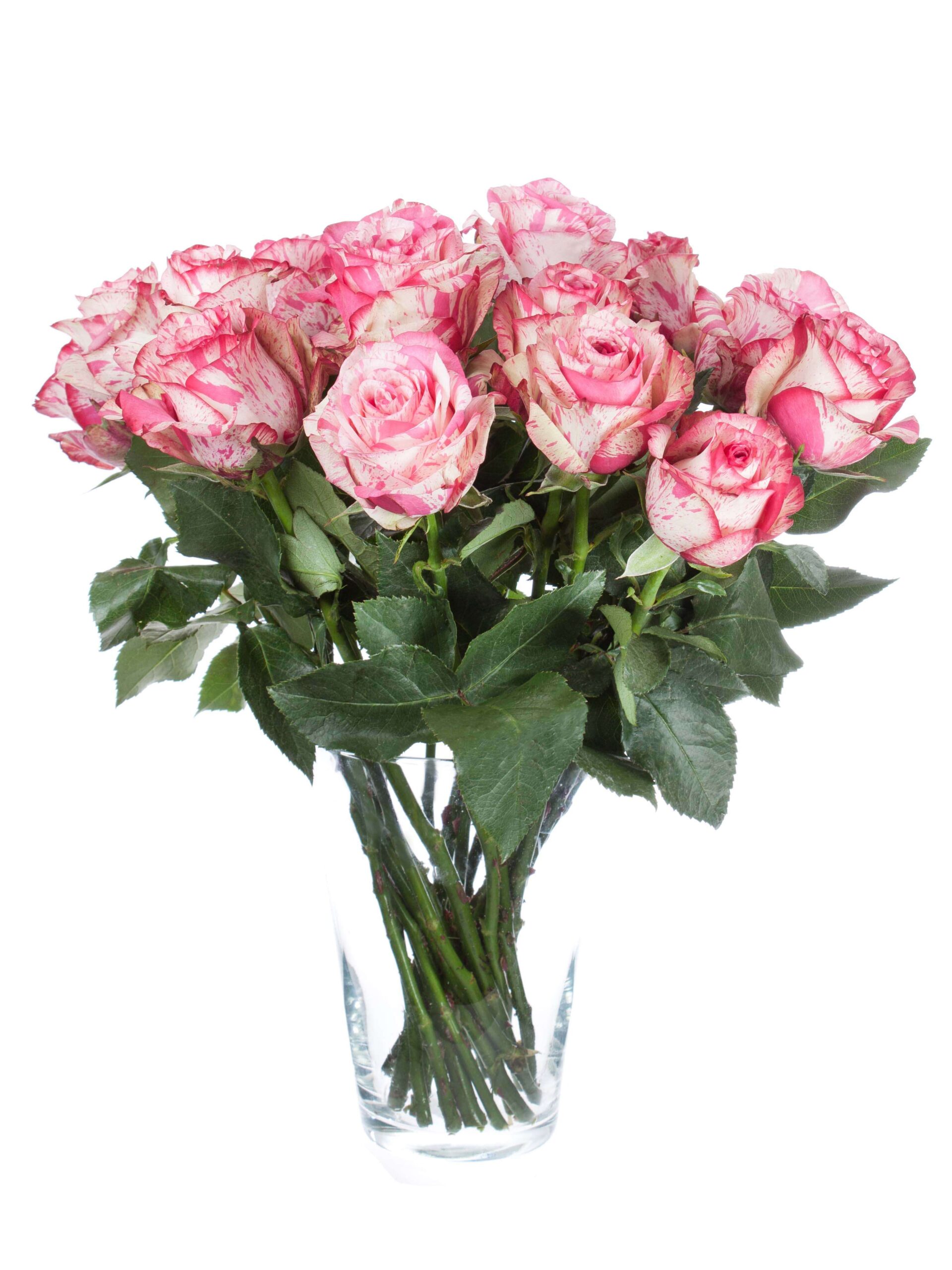 blumigo-rosen-baracuda-schnittrosen-pink-wei-stiel image 2