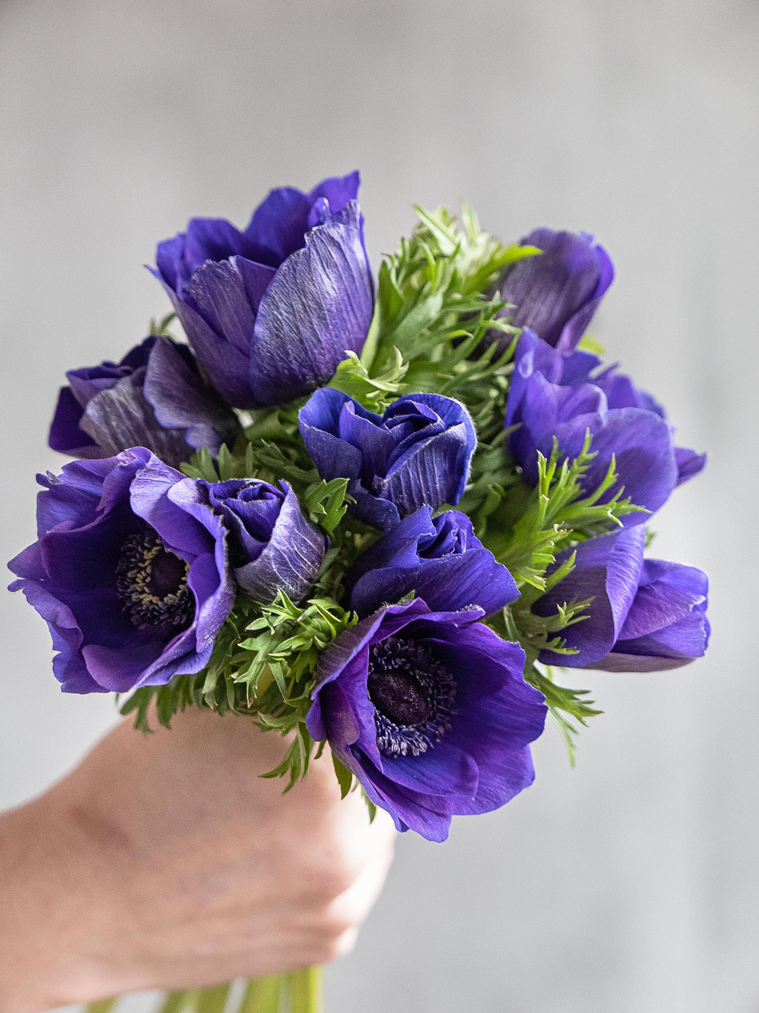blumigo-anemonen-schnittanemone-blau image 6