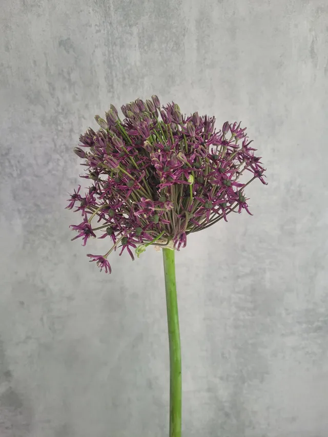 blumigo-fr-hlingsknollen-allium-cherry-violett-schnittblume image 1