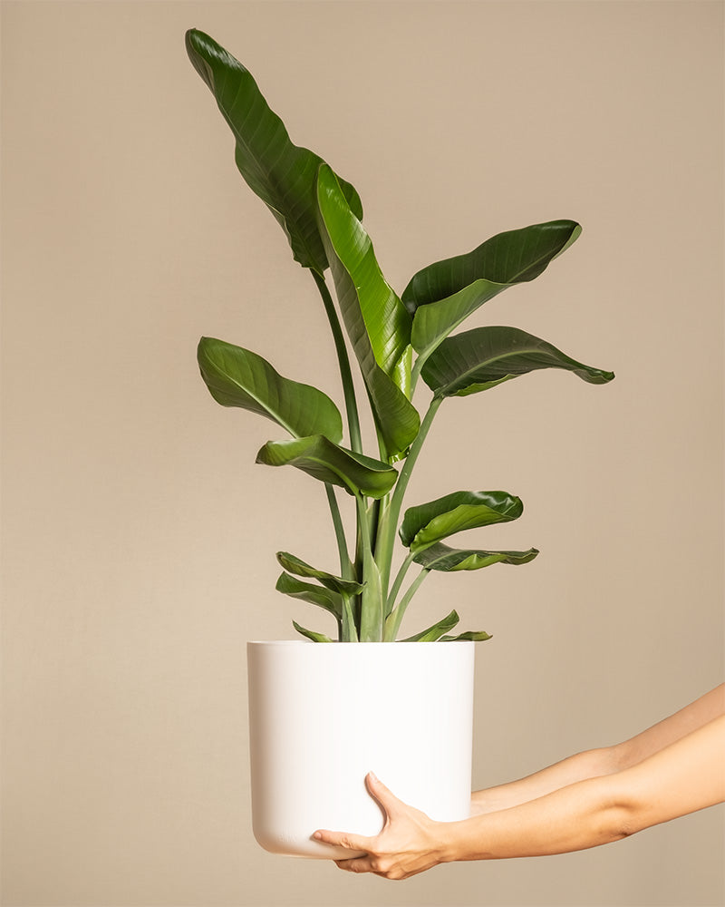 feey-variado-strelitzie-xl-zimmerpflanze-gro-viel-licht image 1