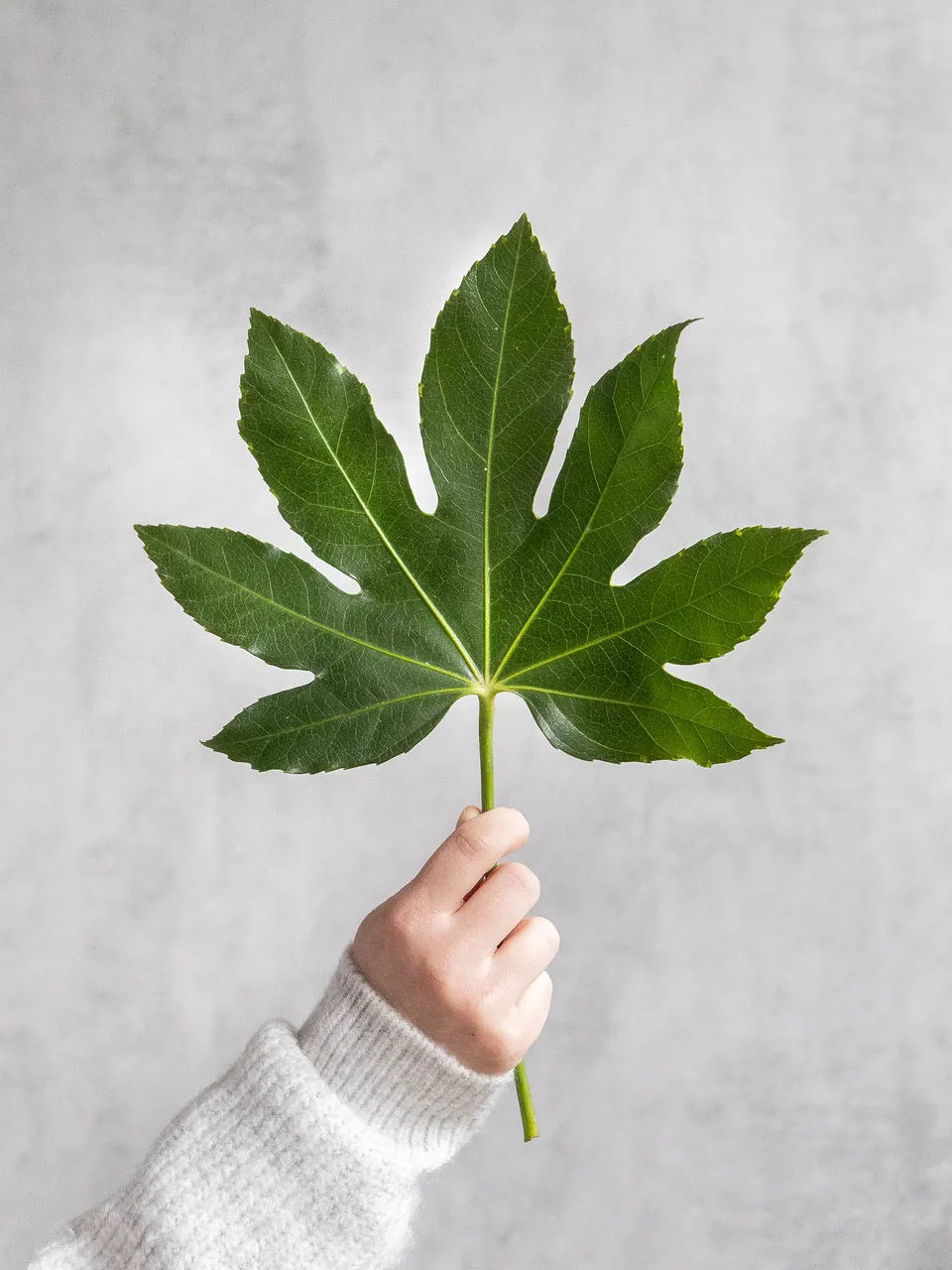 blumigo-blattwerk-aralien-bl-tter-fatsia-japonica-bindegr-n image 1