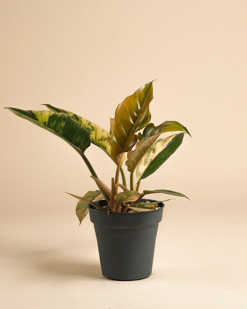 feey-variado-philodendron-caramel-marble-pflanze-ohne-topf image 3