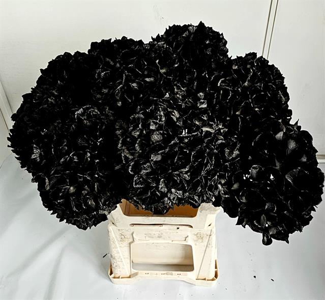 blumigo-hortensie-trockenblume-schwarz-getrocknet image 2