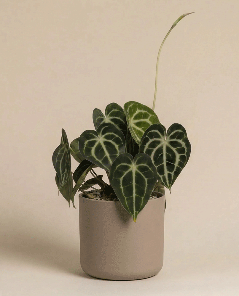 feey-variado-anthurium-clarinervium-zimmerpflanze-ohne-bertopf image 7