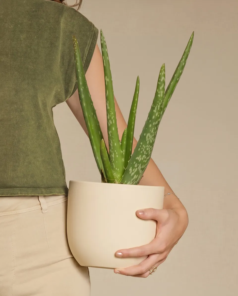 feey-variado-echte-aloe-zimmerpflanze-ohne-bertopf-pflegeleicht image 1