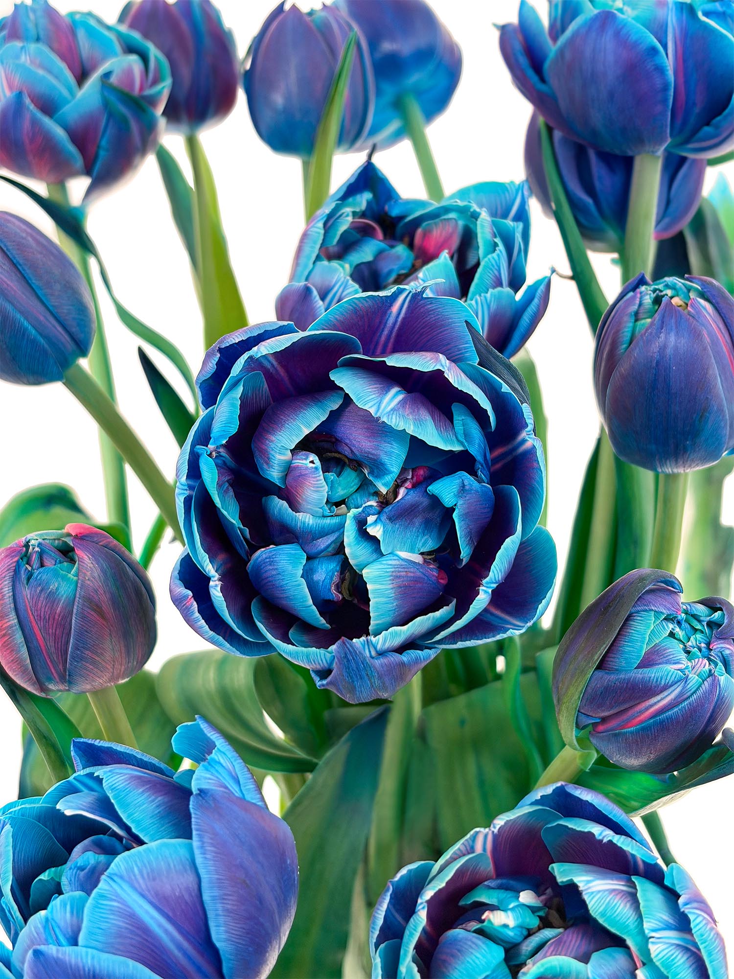 blumigo-tulpen-double-bubble-gef-llte-tulpen-blau image 1