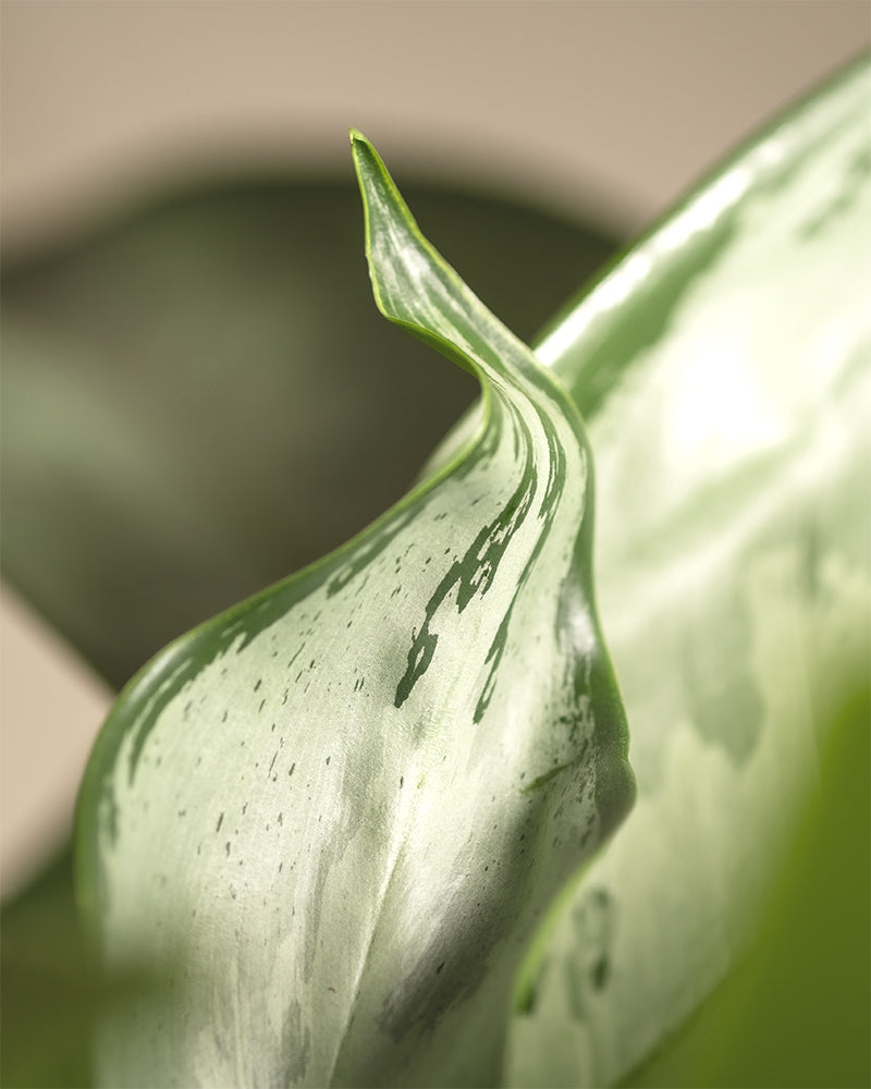 feey-variado-aglaonema-silverado-50-60-cm-ohne-bertopf image 2