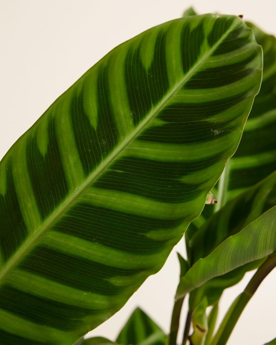 plnts-rareplnts-calathea-zebrina-zimmerpflanze-75-cm image 5