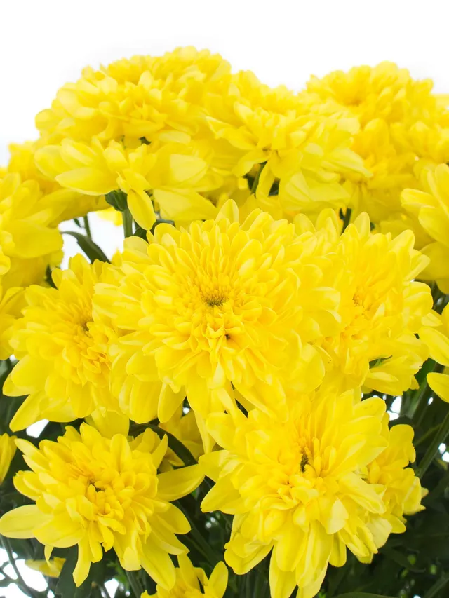 blumigo-chrysanthemen-zembla-sunny-gelb-stiel image 1