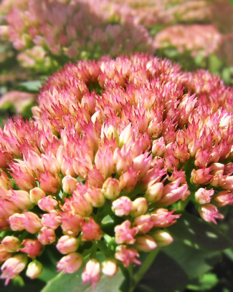 feey-amsterdam-sedum-rosa-gartenstaude-3-st-ck-wurzeln image 2