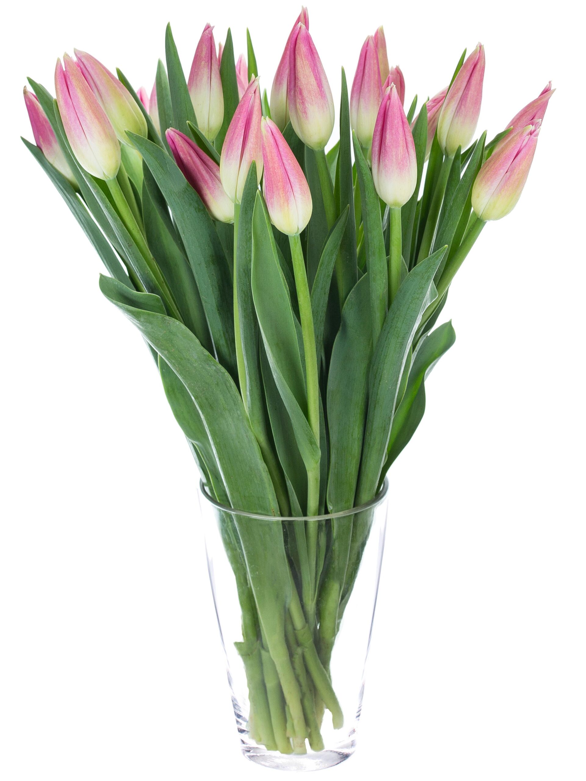 blumigo-tulpen-royal-ten-franz-sisch-pink-wei image 2