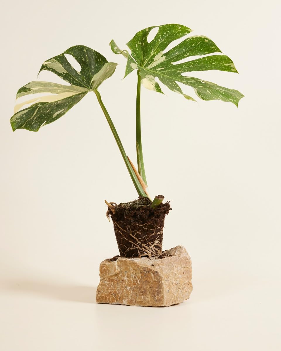 plnts-rareplnts-monstera-thai-constellation-fensterblatt-60cm image 1