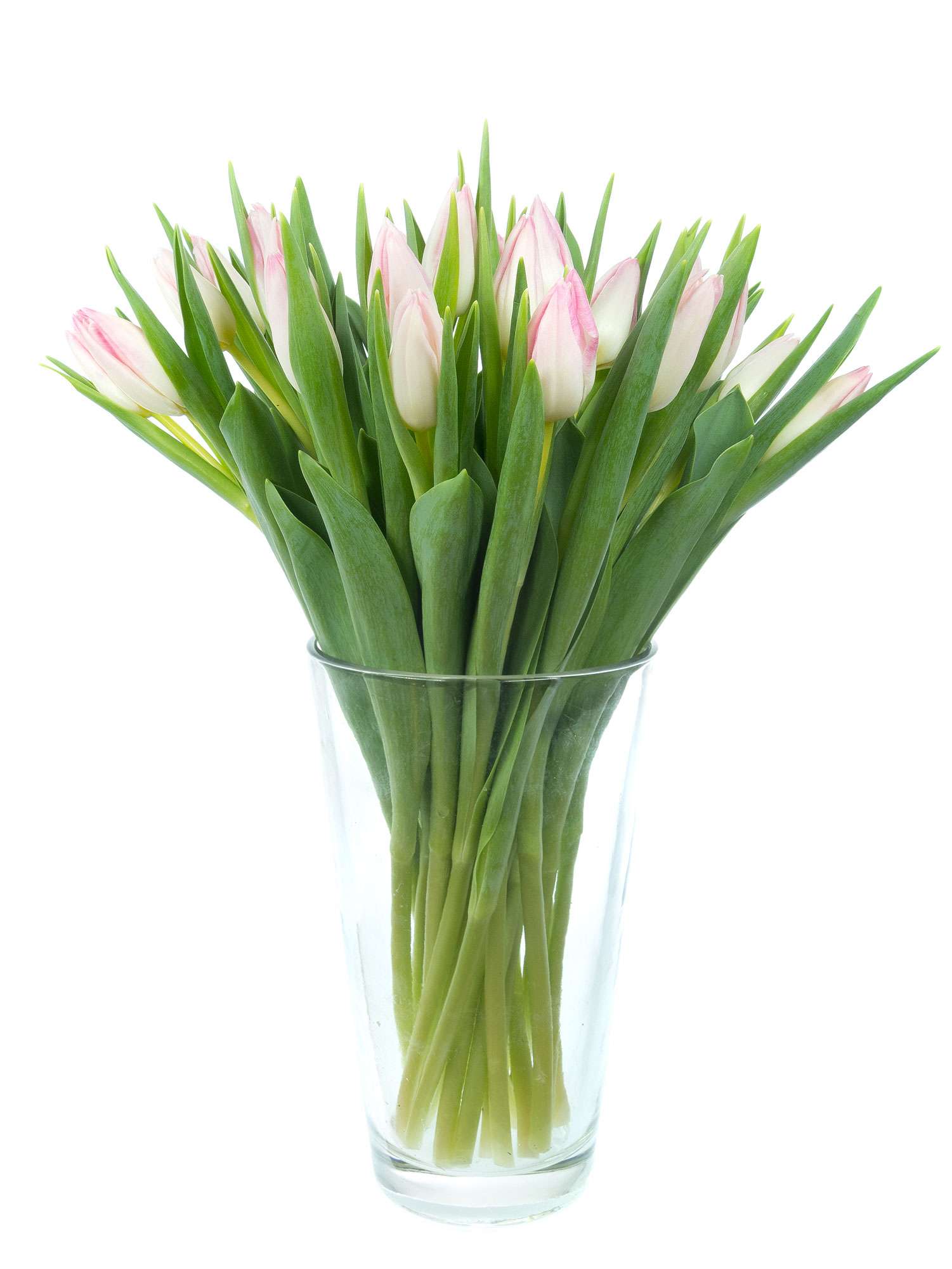 blumigo-first-class-tulpen-schnittblumen-rosa-frisch-knospig image 2