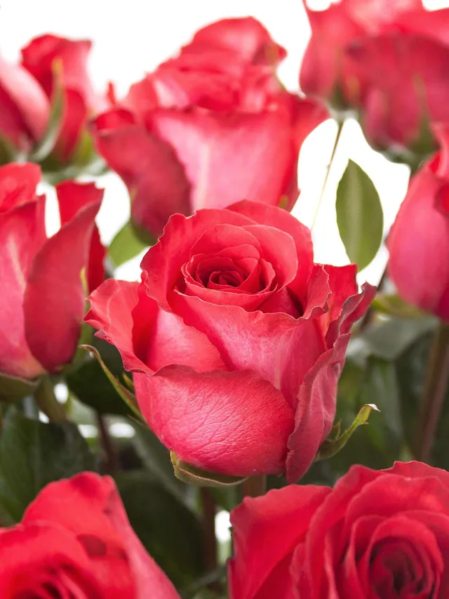 blumigo-rosen-iguazu-rose-rot-creme-einzelstiel image 1