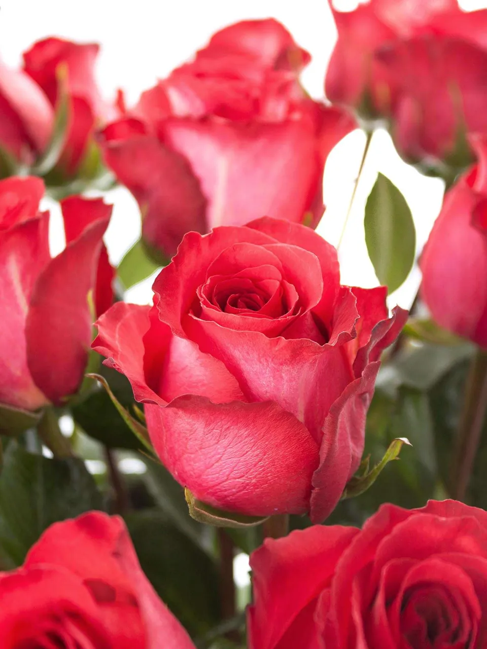 blumigo-rosen-iguazu-rose-rot-creme-einzelstiel image 1