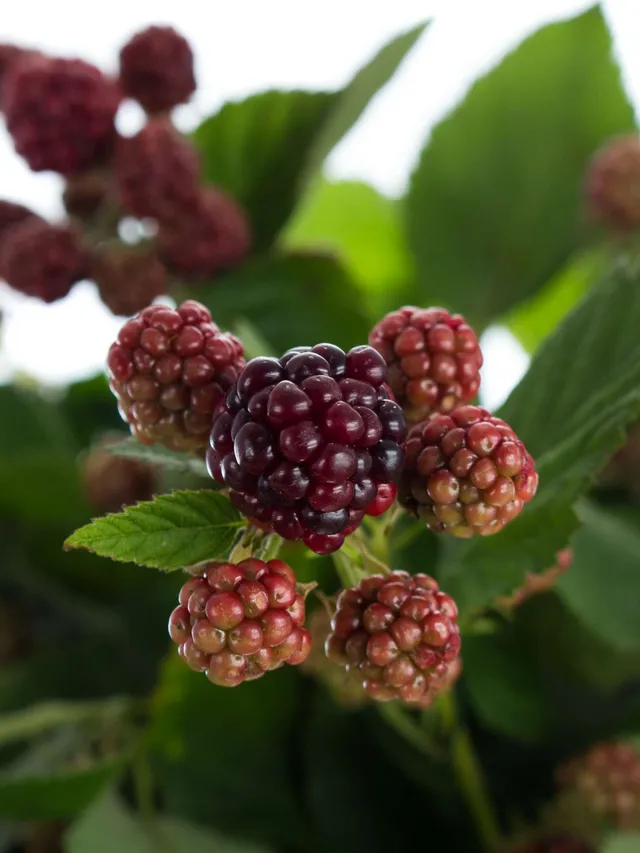 blumigo-zweige-rubus-chester-brombeeren-rot-schwarz-deko image 1