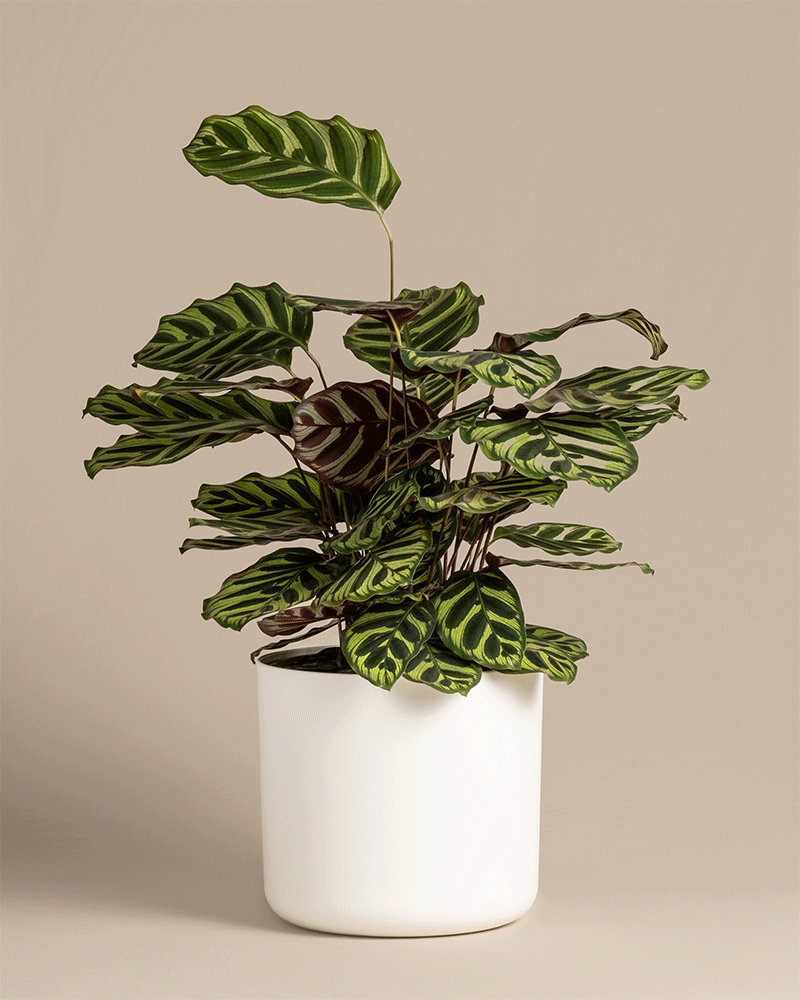 feey-variado-pfauen-korbmarante-calathea-tierfreundlich-gro image 5