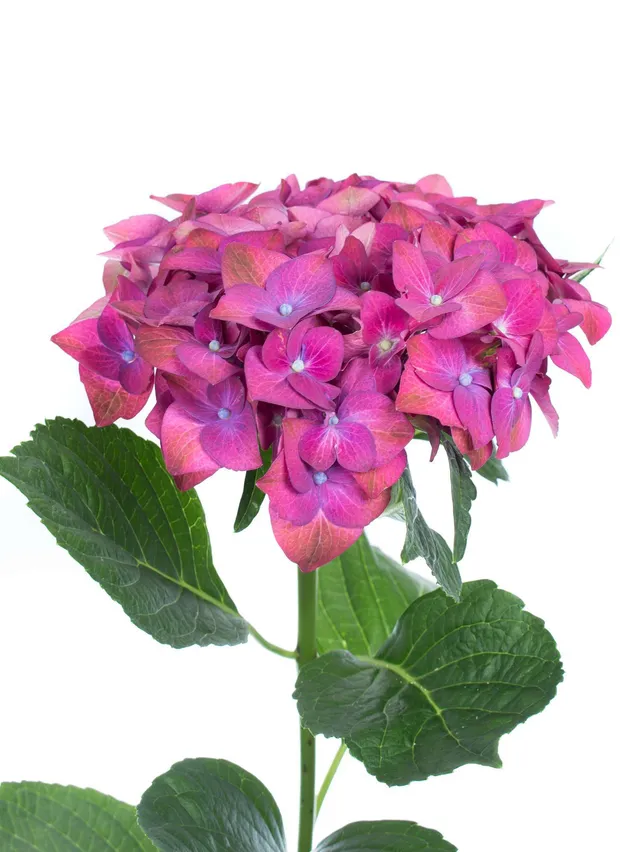 blumigo-hortensien-magical-green-shadow-violett-pink-stiel image 1