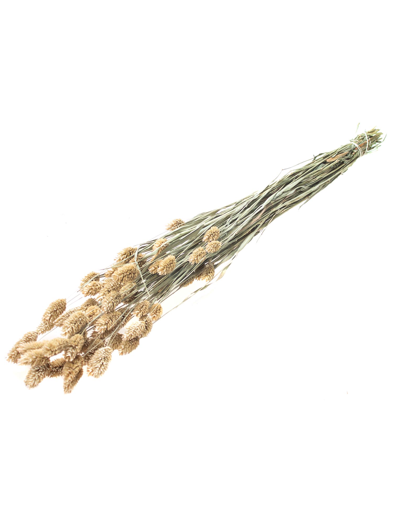 blumigo-phalaris-glanzgras-trockenblumen-natur image 3