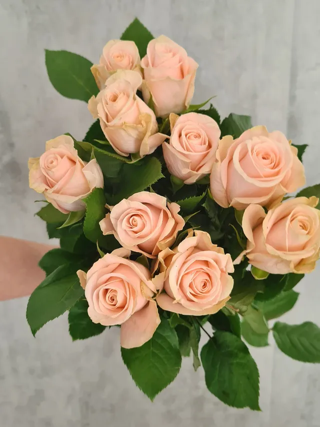 blumigo-rosen-pomarosa-rose-rosa-apricot-einzelner-stiel image 1