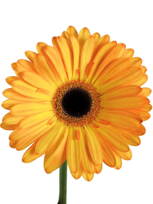 blumigo-gerbera-catwalk-schnittblume-gelb-orange image 1