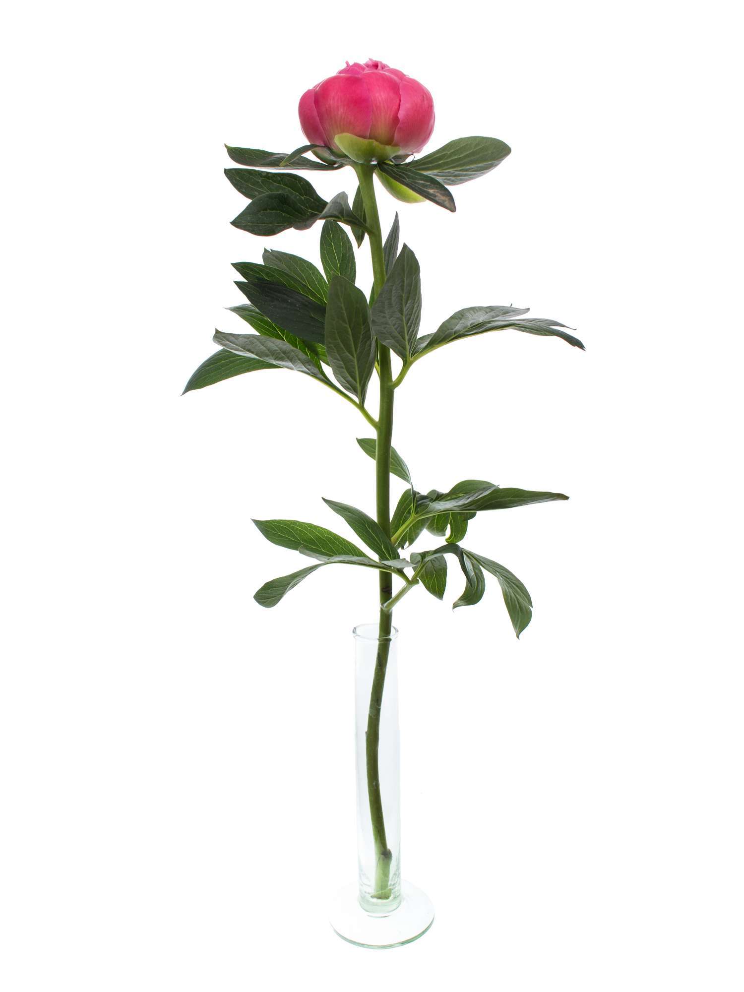 blumigo-pfingstrosen-pink-hawai-coral-schnittblume-pink-creme image 4