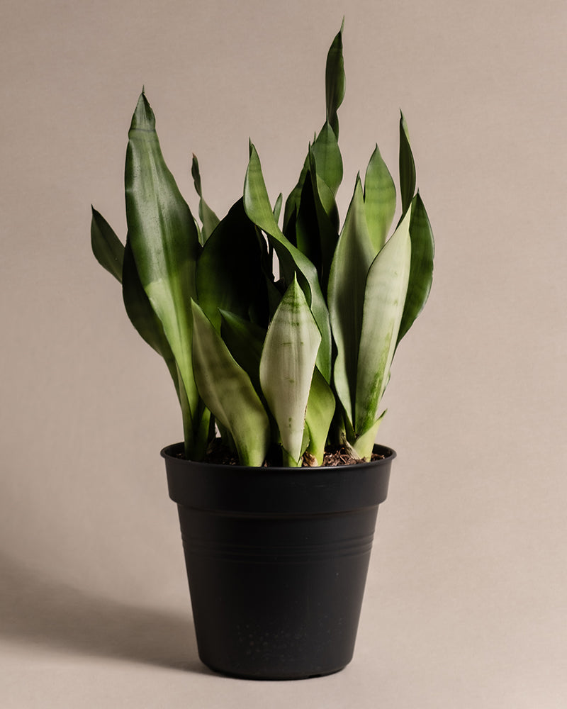 feey-variado-sansevieria-moonshine-gro-bogenhanf image 3