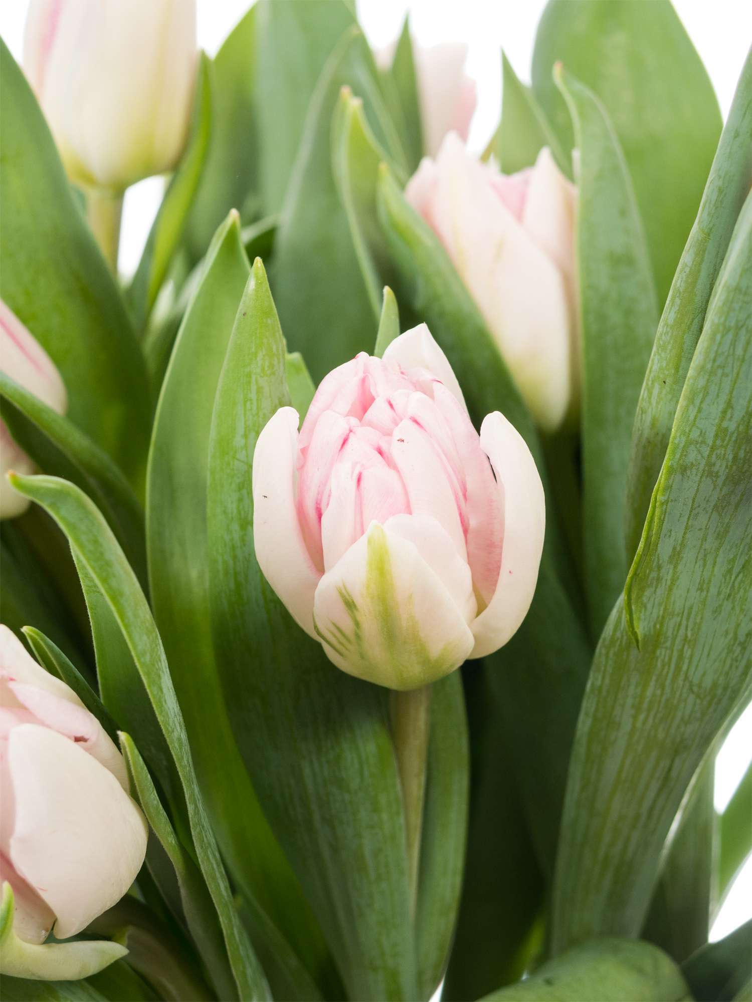 blumigo-tulpen-foxtrot-gef-llt-rosa-wei-schnittblumen image 1