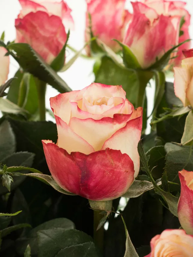 blumigo-rosen-advanced-sweetness-rose-pink-creme image 1
