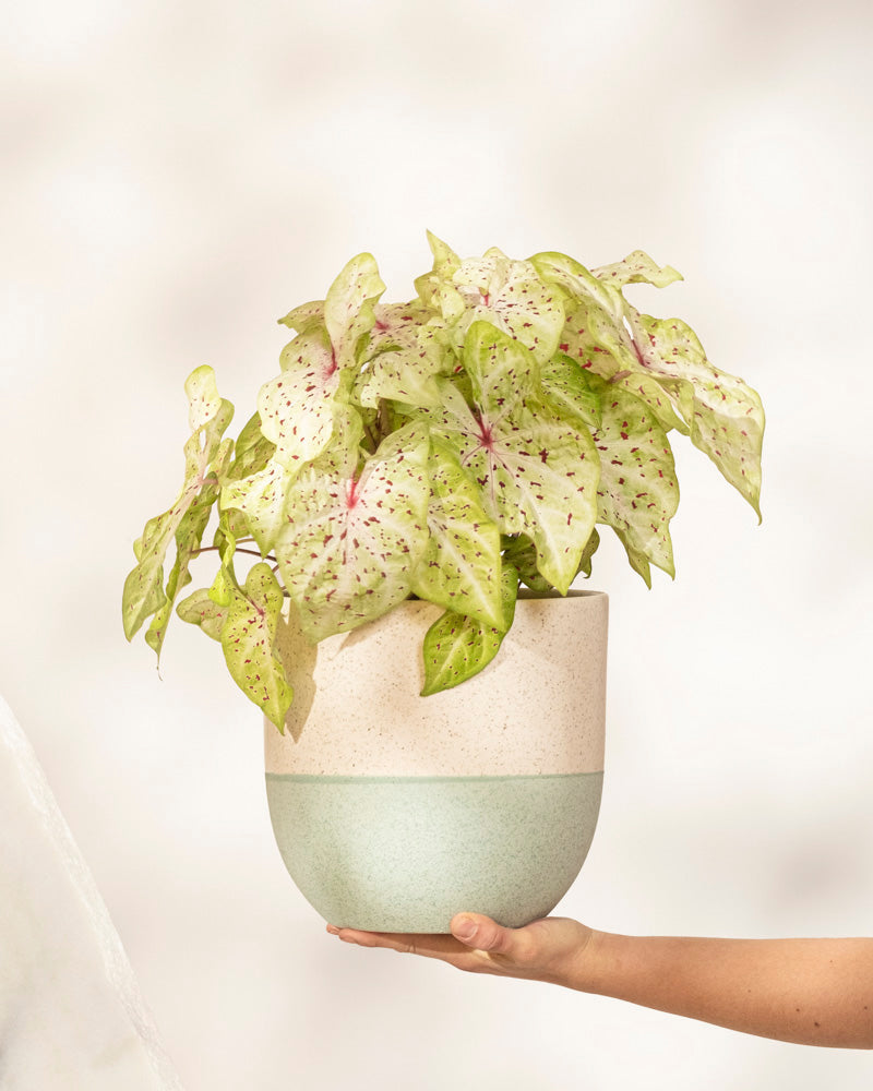 feey-caladium-miss-muffet-zimmerpflanze-ohne-bertopf-bunt image 1
