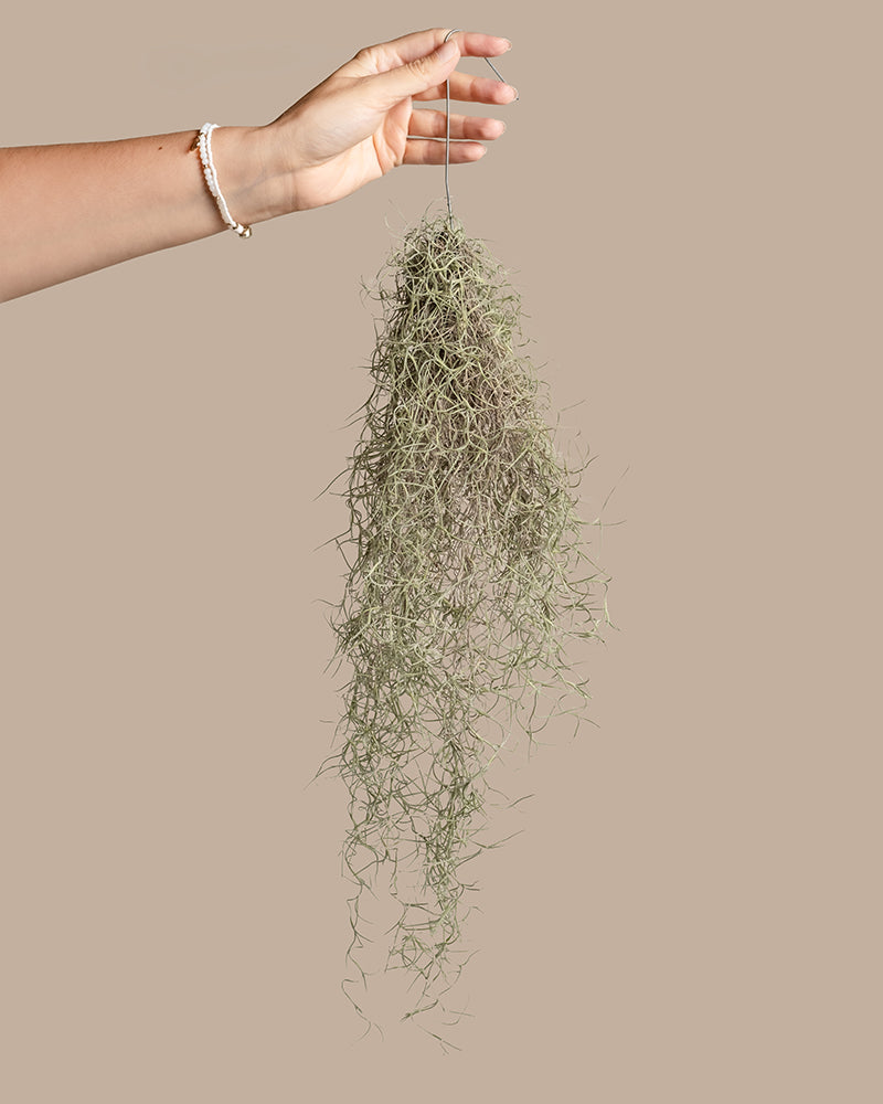 feey-variado-spanisches-moos-tillandsia-h-ngepflanze-tierfreundlich image 1