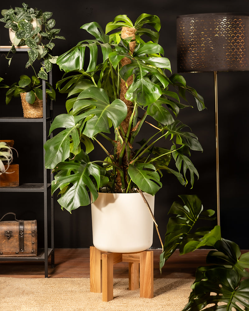 feey-variado-monstera-xl-fensterblatt-gro-ohne-bertopf image 4