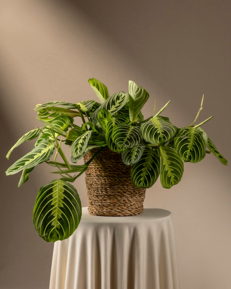 feey-variado-maranta-lemon-lime-zimmerpflanze-ohne-bertopf image 8