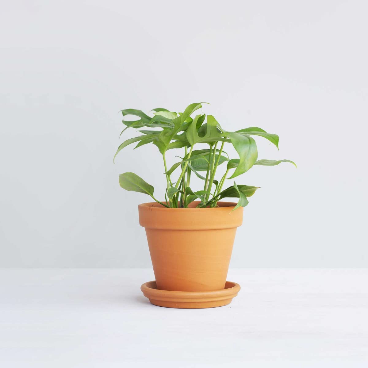 plnts-rareplnts-rhaphidophora-tetrasperma-zimmerpflanze-30-cm-rankpflanze image 8