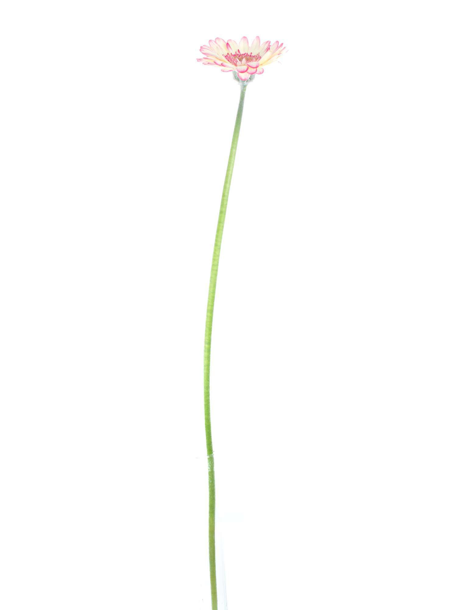 blumigo-gerbera-mini-curiosa-wei-pink-schnittblume image 2