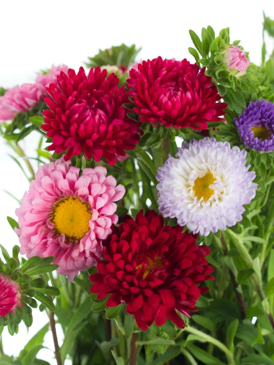 blumigo-herbstdeko-sommerastern-wilde-mischung-schnittblumen image 1