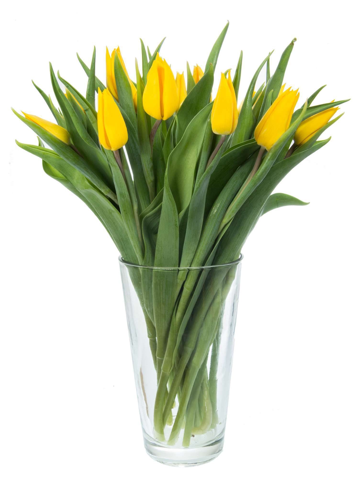 blumigo-tulpen-yokohama-schnittblumen-gelb-frisch-8-tage image 2